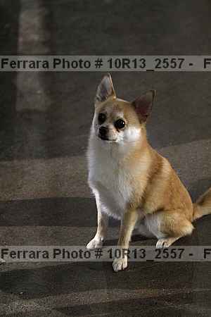 Proof Number 10r13_2557