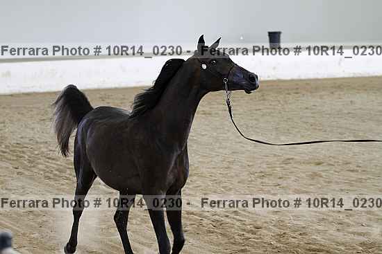 Proof Number 10r14_0230