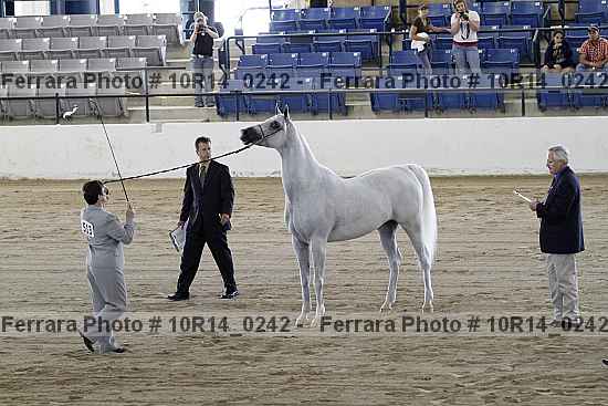 Proof Number 10r14_0242