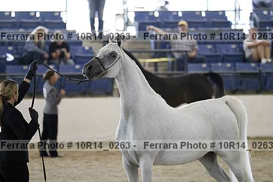 Proof Number 10r14_0263