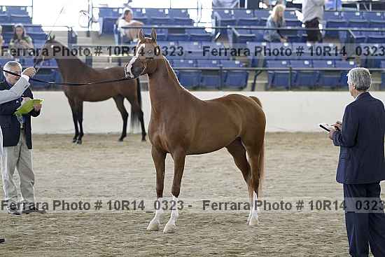Proof Number 10r14_0323