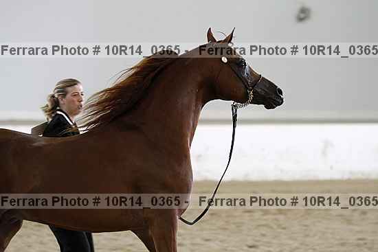 Proof Number 10r14_0365