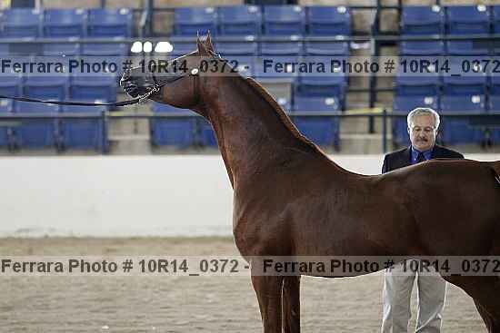 Proof Number 10r14_0372