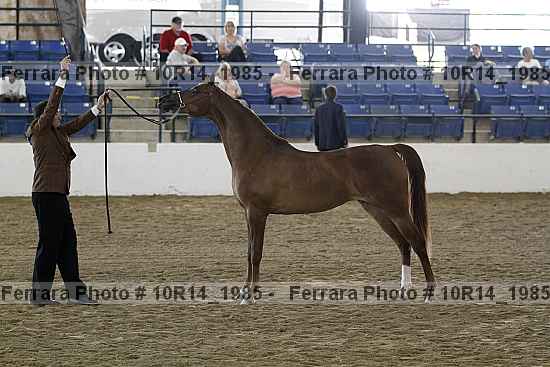 Proof Number 10r14_1985