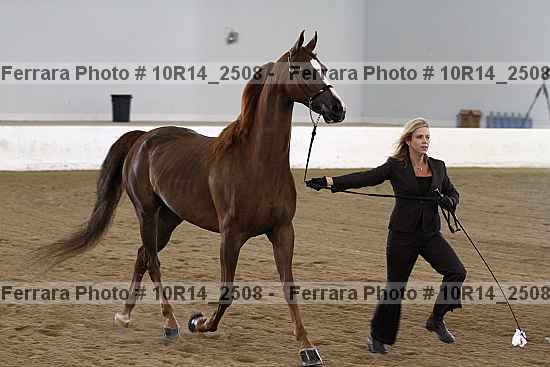 Proof Number 10r14_2508