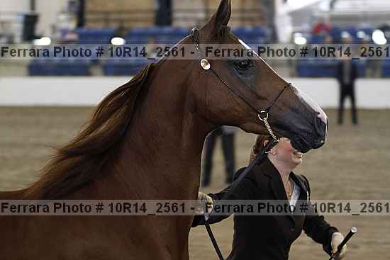 Proof Number 10r14_2561