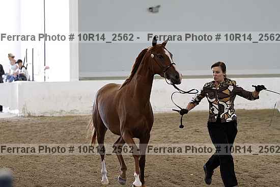 Proof Number 10r14_2562