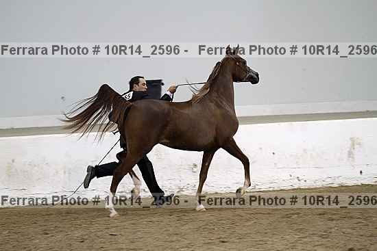 Proof Number 10r14_2596