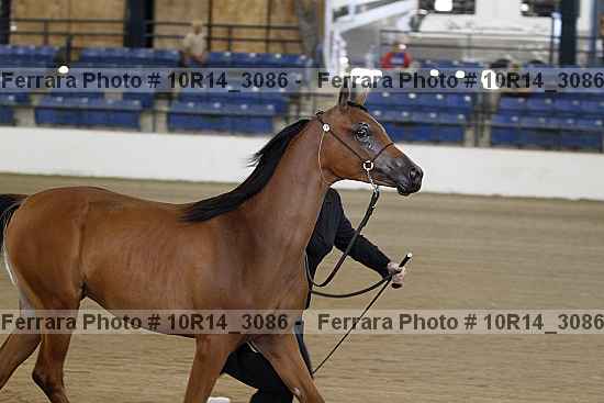 Proof Number 10r14_3086