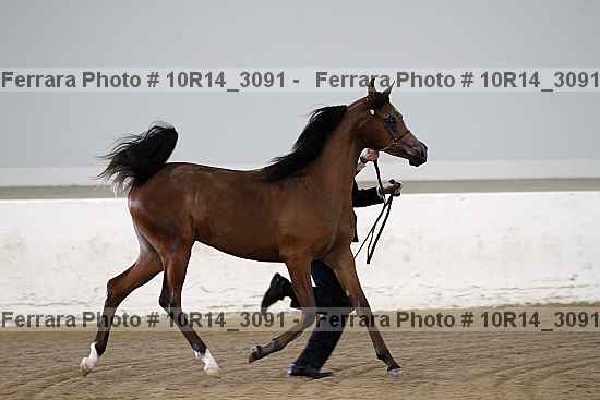Proof Number 10r14_3091