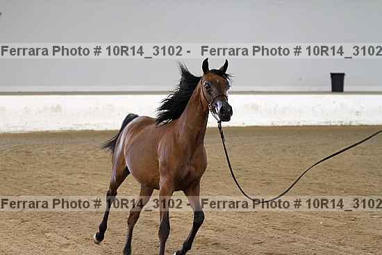 Proof Number 10r14_3102