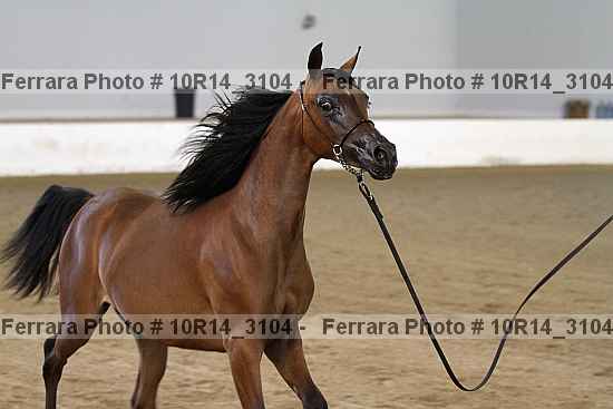 Proof Number 10r14_3104