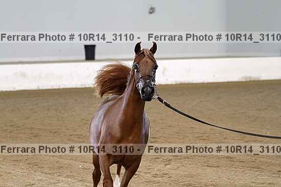 Proof Number 10r14_3110