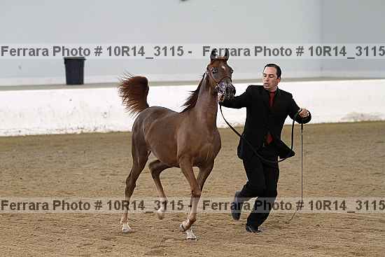 Proof Number 10r14_3115