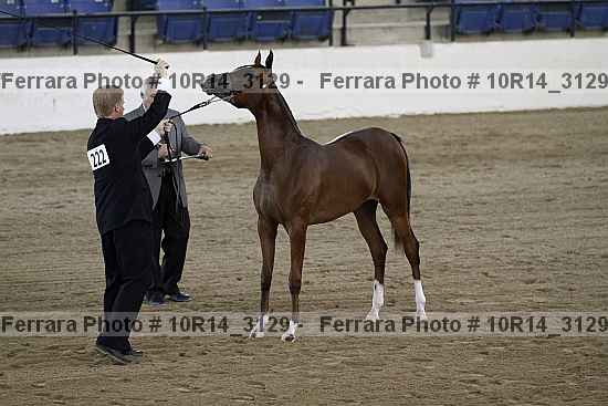 Proof Number 10r14_3129