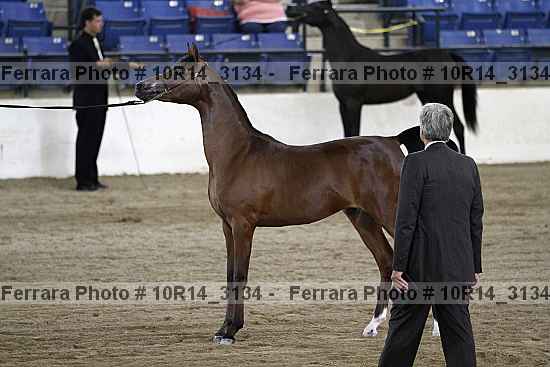 Proof Number 10r14_3134