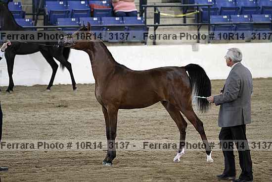 Proof Number 10r14_3137