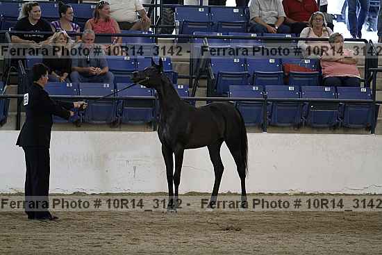 Proof Number 10r14_3142