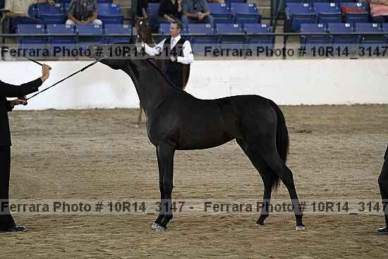 Proof Number 10r14_3147