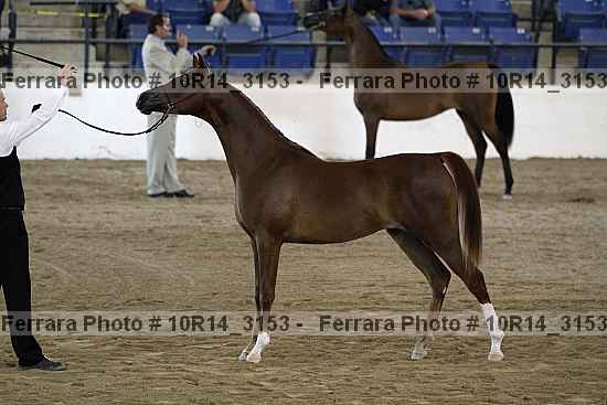 Proof Number 10r14_3153