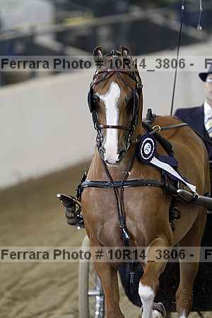 Proof Number 10r14_3806