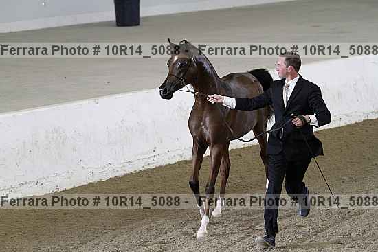 Proof Number 10r14_5088