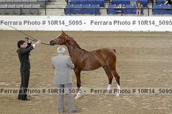 Proof Number 10r14_5095