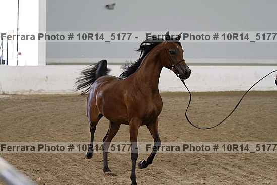 Proof Number 10r14_5177