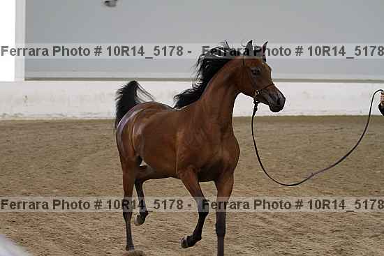 Proof Number 10r14_5178