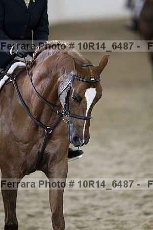 Proof Number 10r14_6487