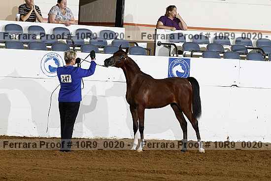 Proof Number 10r9_0020