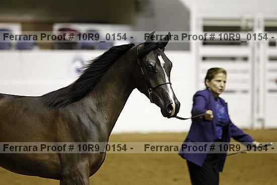 Proof Number 10r9_0154