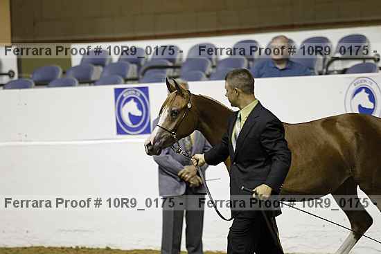 Proof Number 10r9_0175