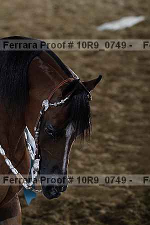 Proof Number 10r9_0749