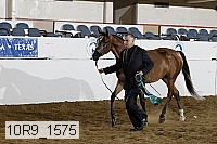 10r9_1575 thumbnail