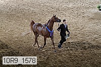 10r9_1578 thumbnail