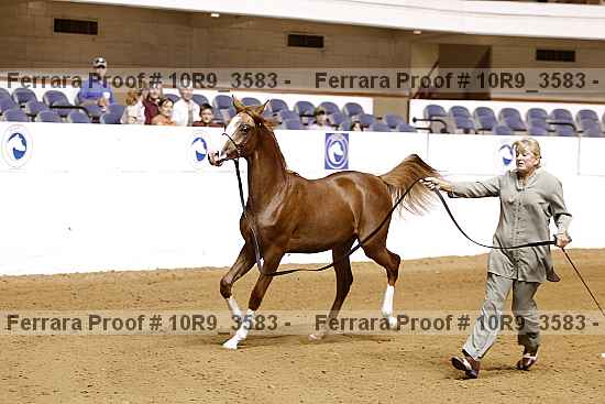 Proof Number 10r9_3583