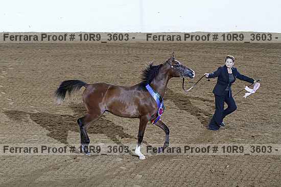 Proof Number 10r9_3603