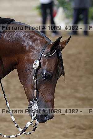 Proof Number 10r9_4382