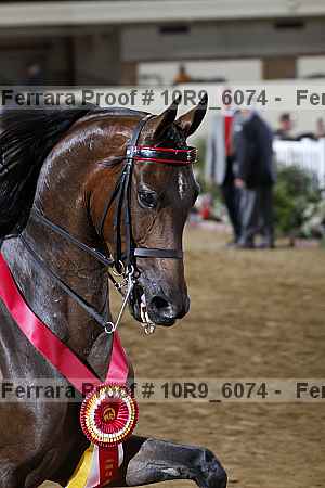 Proof Number 10r9_6074