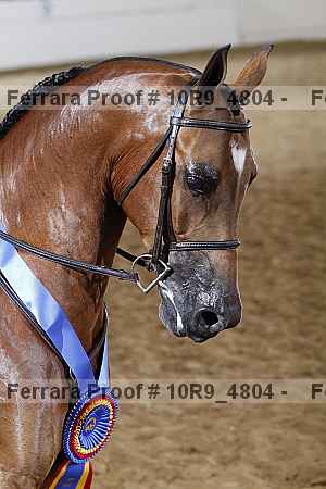 Proof Number 10r9_4804