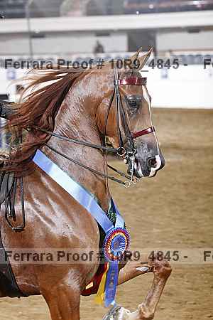 Proof Number 10r9_4845