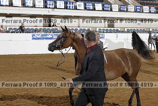 Proof Number 10r9_4919