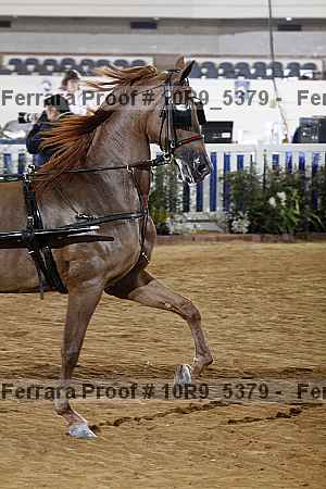 Proof Number 10r9_5379