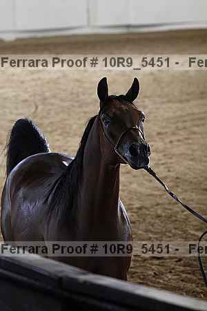 Proof Number 10r9_5451