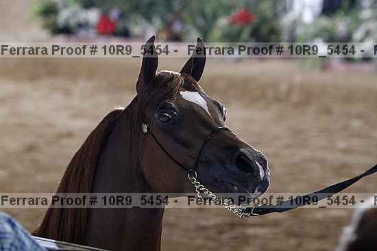 Proof Number 10r9_5454