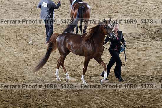 Proof Number 10r9_5478