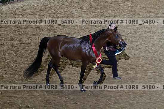 Proof Number 10r9_5480
