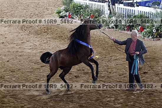 Proof Number 10r9_5482