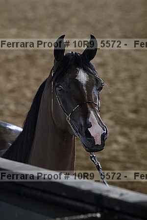 Proof Number 10r9_5572